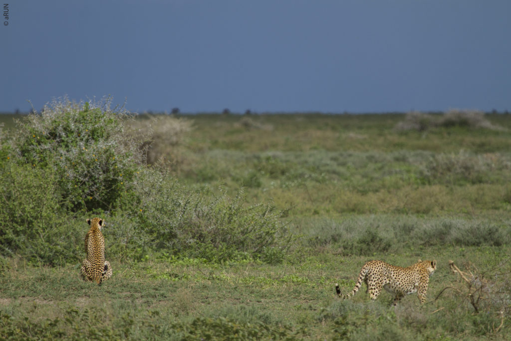 1-cheetah-img_2491