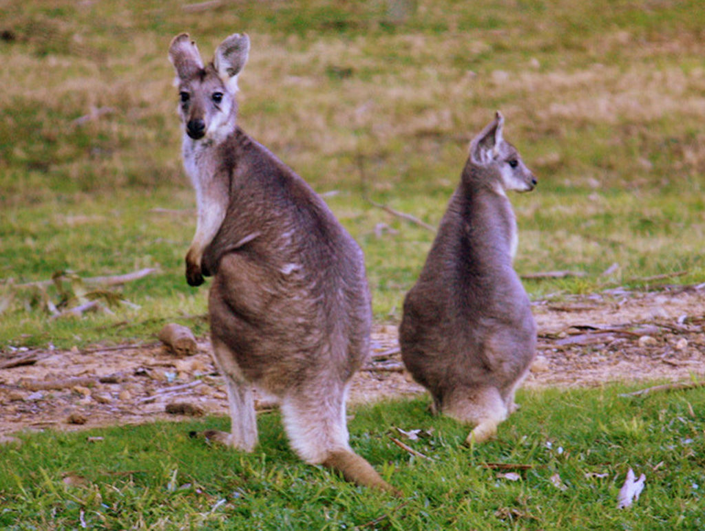 7-wallaroos-resized