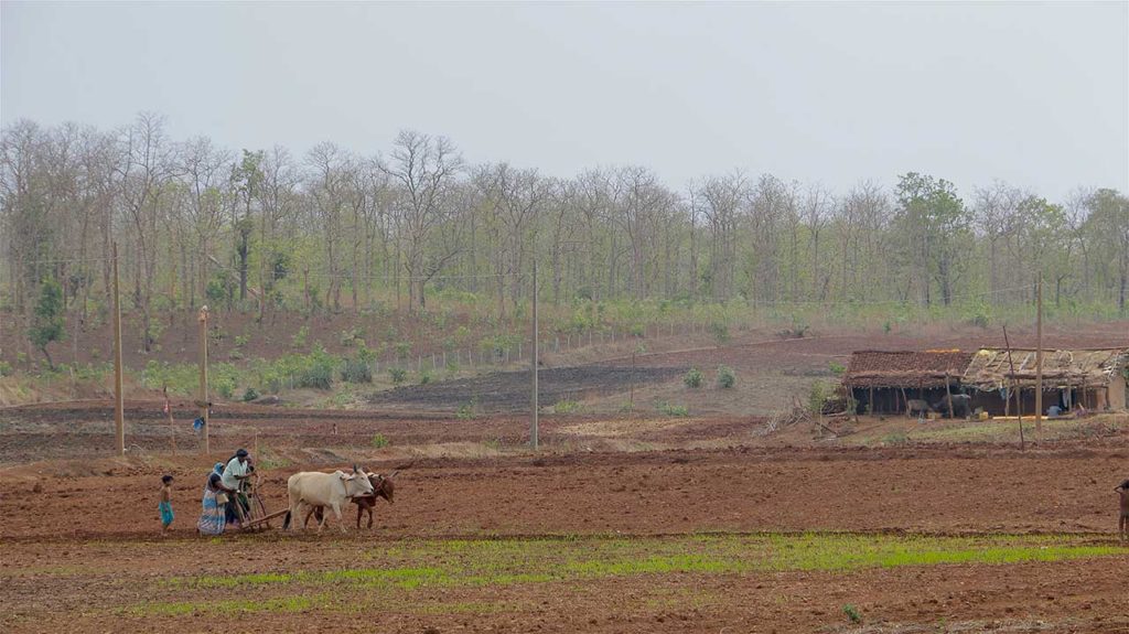 5-korku-farms
