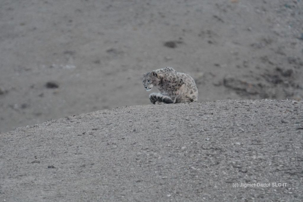 4-snow-leopard-by-jigmet-dadul-3