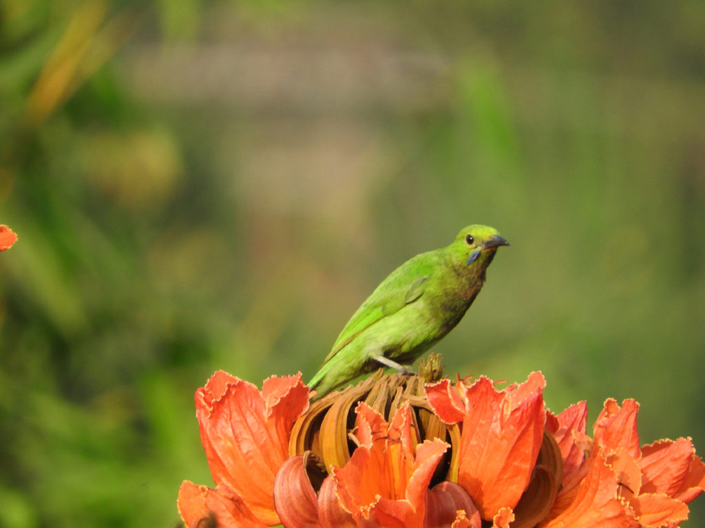 04-jerdons-leaf-bird